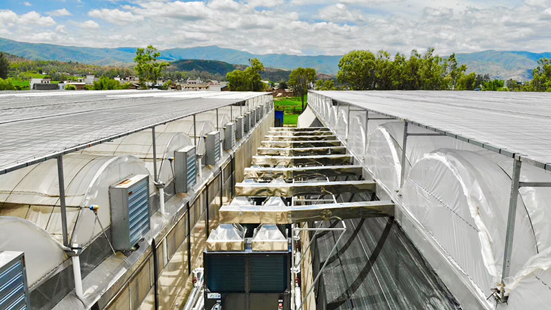 云南楚雄花卉大棚